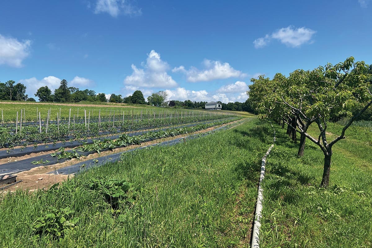 Connecticut Farmland Trust photo