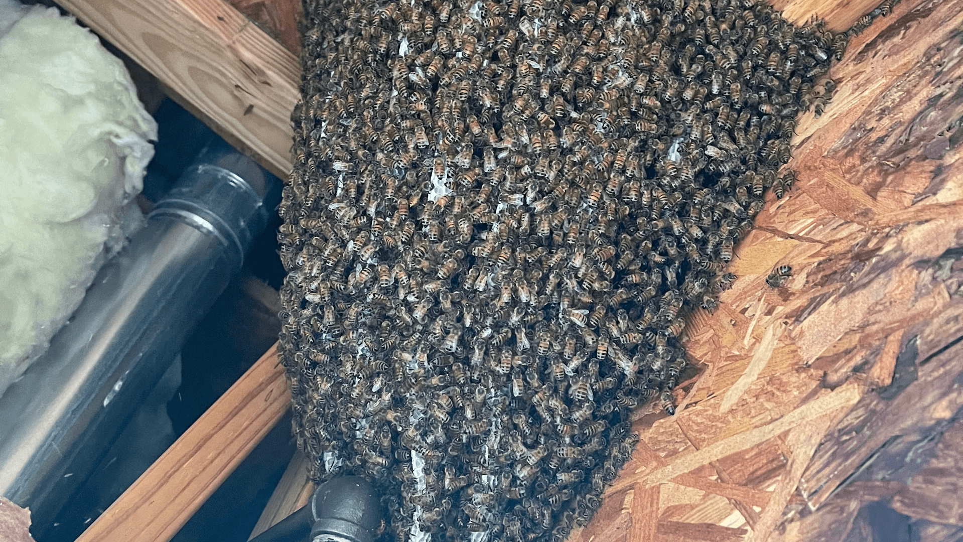Honey Bee Rescue - photo 1