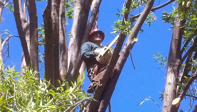 Ron's Hauling & Clean Up & Tree Services - photo 1