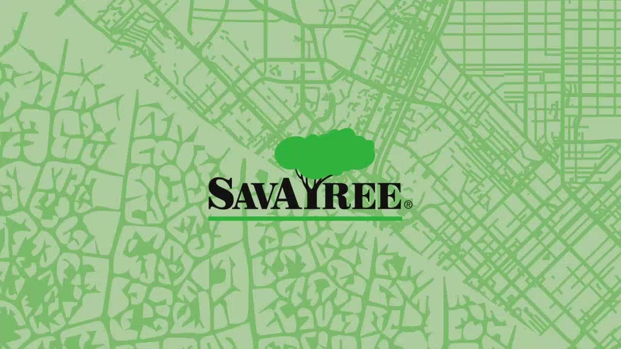 Arborscapes - SavATree - photo 2