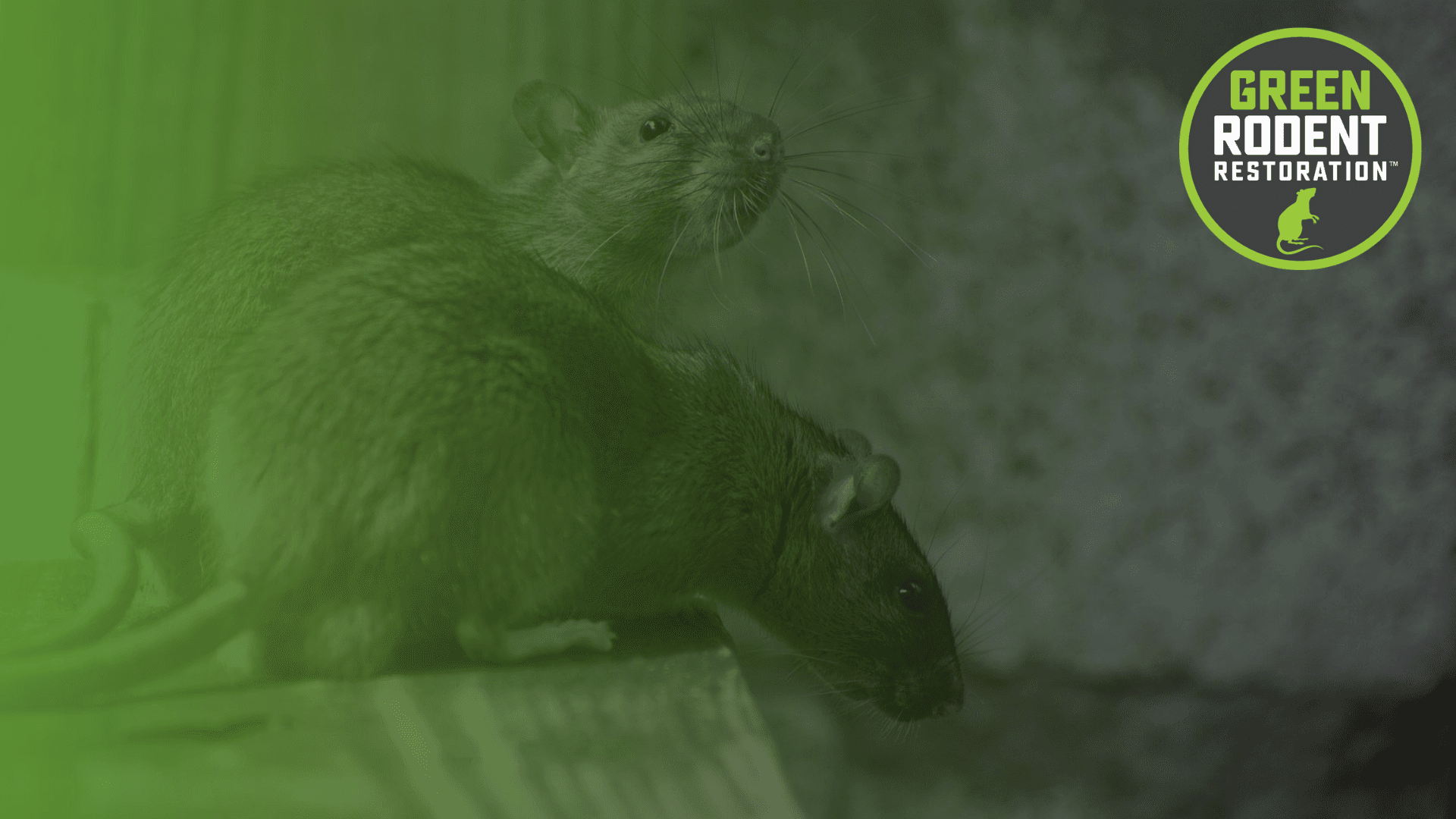 Green Rodent Restoration - photo 1