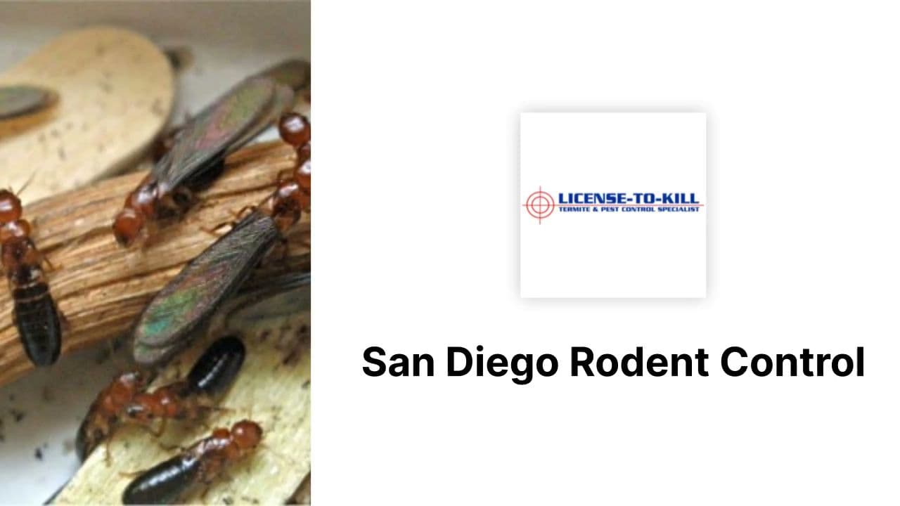 License To Kill Termite Control And Pest Control - photo 2