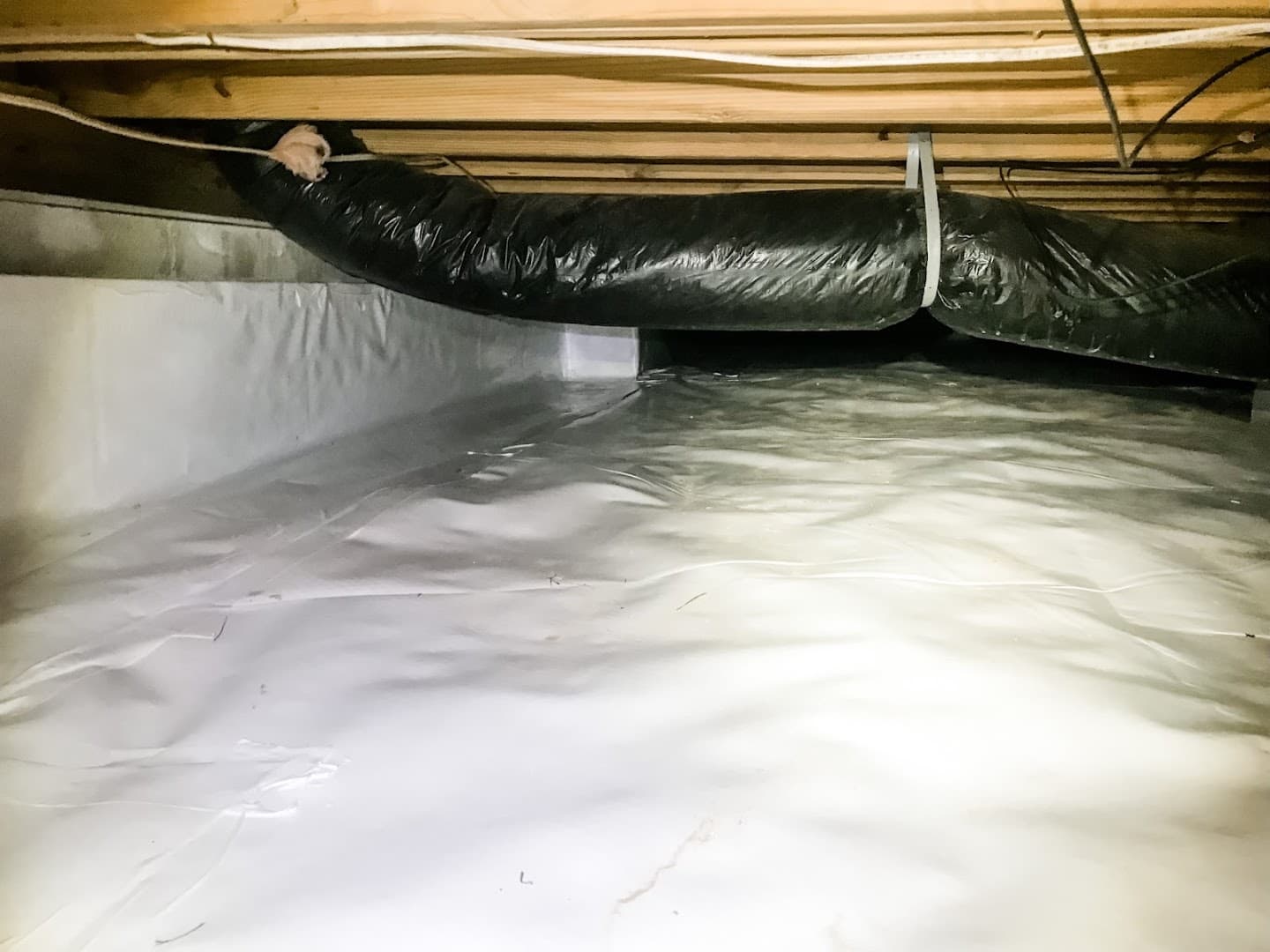 BACK BAY PEST & MOSQUITO - photo 3