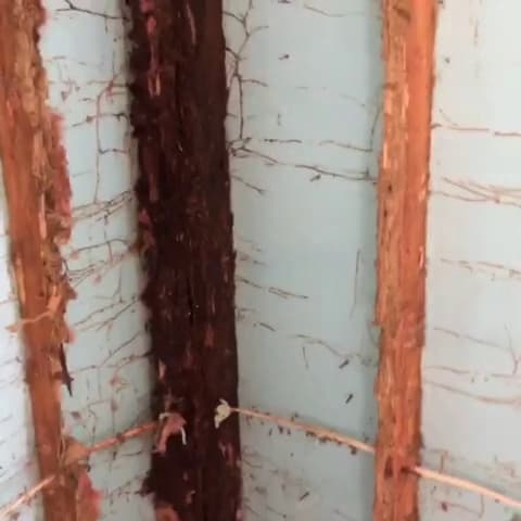 BACK BAY PEST & MOSQUITO - photo 2
