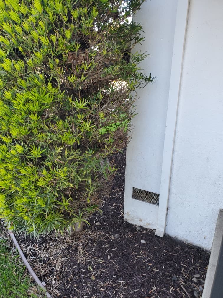 Pest Service Direct | Termite Professionals - photo 3