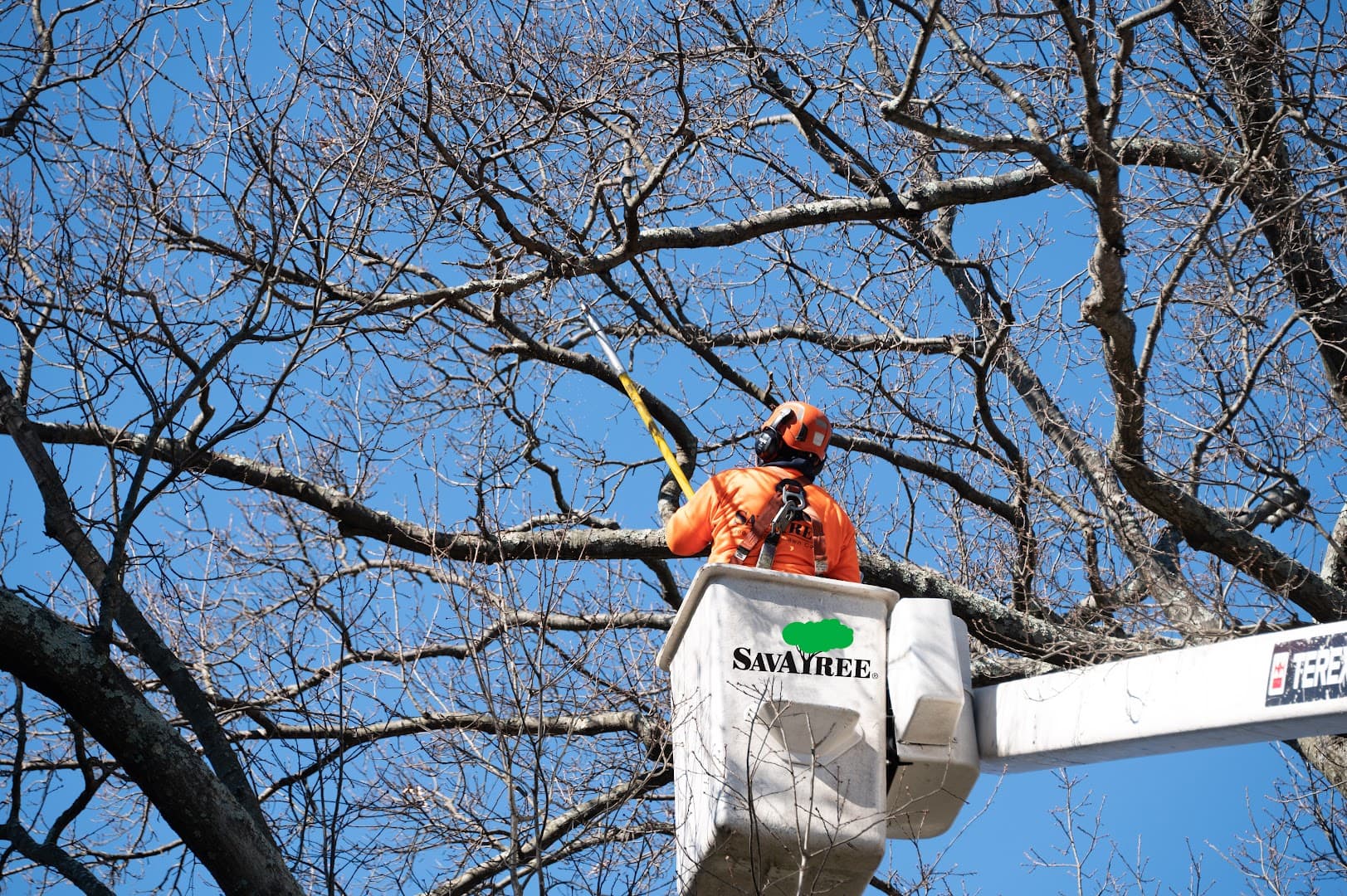 SavATree - Tree Service & Lawn Care - photo 3
