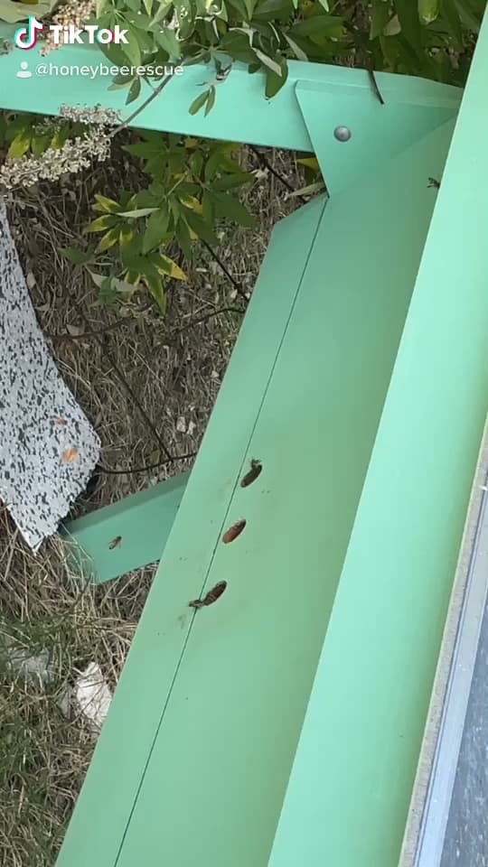 Honey Bee Rescue - photo 2