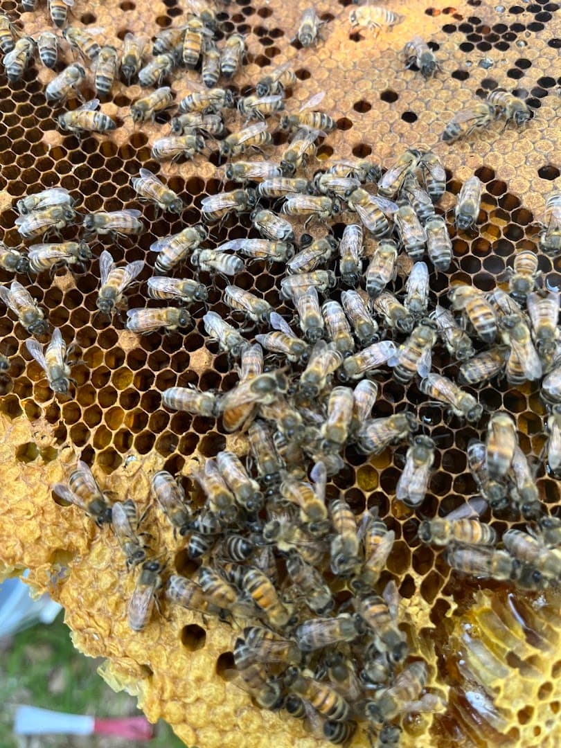 Honey Bee Rescue - photo 3