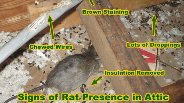 BACK BAY PEST & MOSQUITO - photo 1