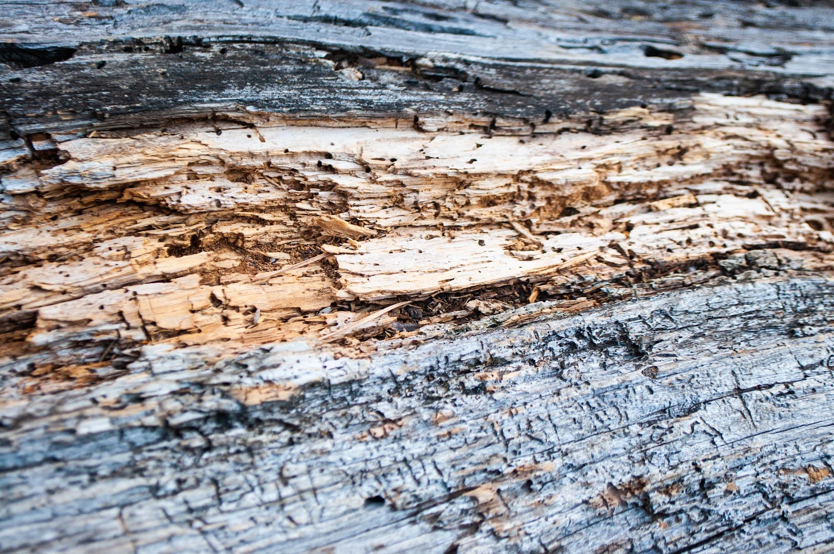 Pest Service Direct | Termite Professionals - photo 2