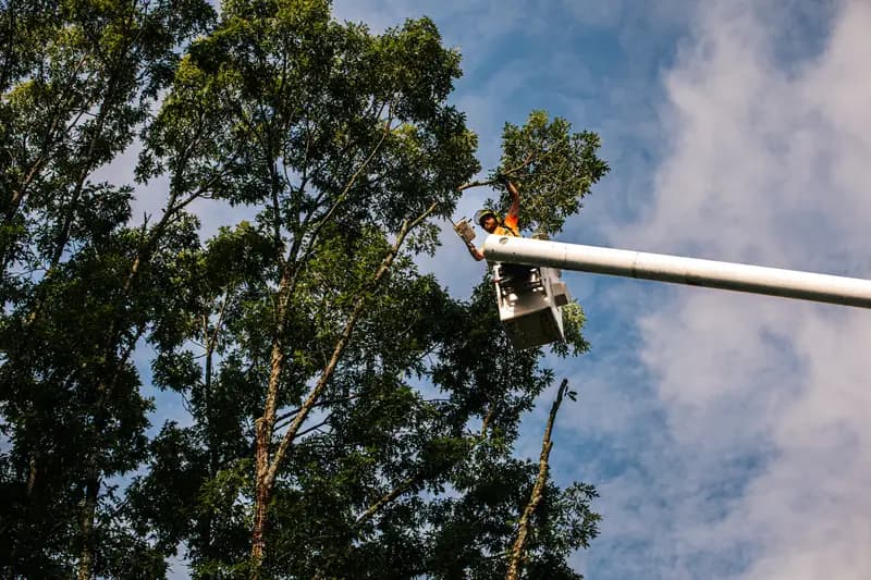 Lumberjacks Tree Service photo