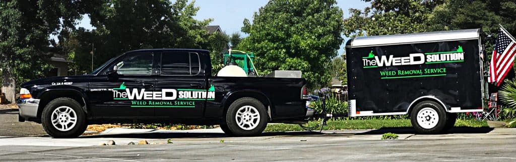The Weed Solution photo